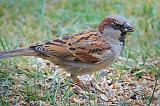 House Sparrow_52892